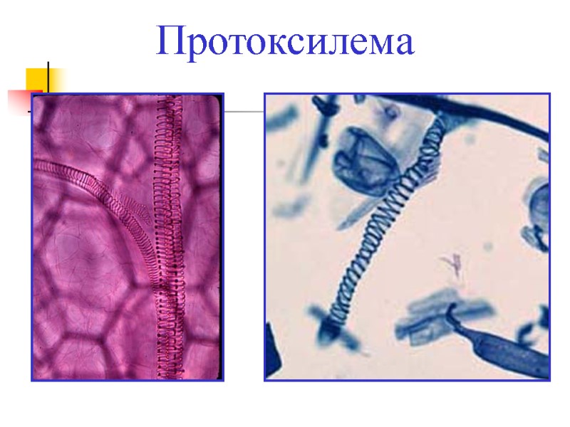 Протоксилема
